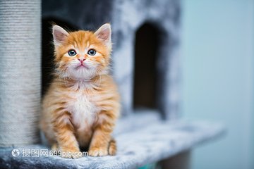 小狐狸钱包api