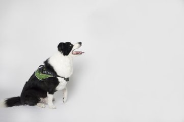小狐狸钱包怎么加ok链