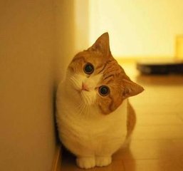 TRX钱包手机app下载